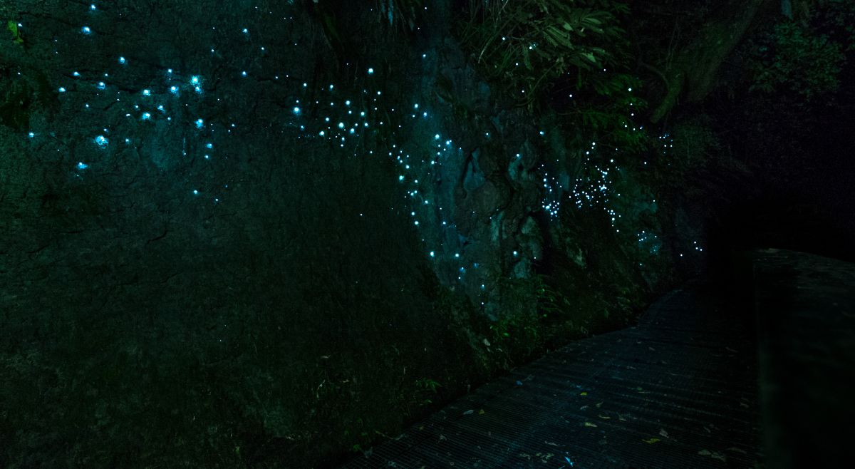 Waitomo Glowworm Caves