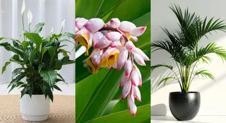 5 Indoor Plants That Keep Your Home Cool Naturally