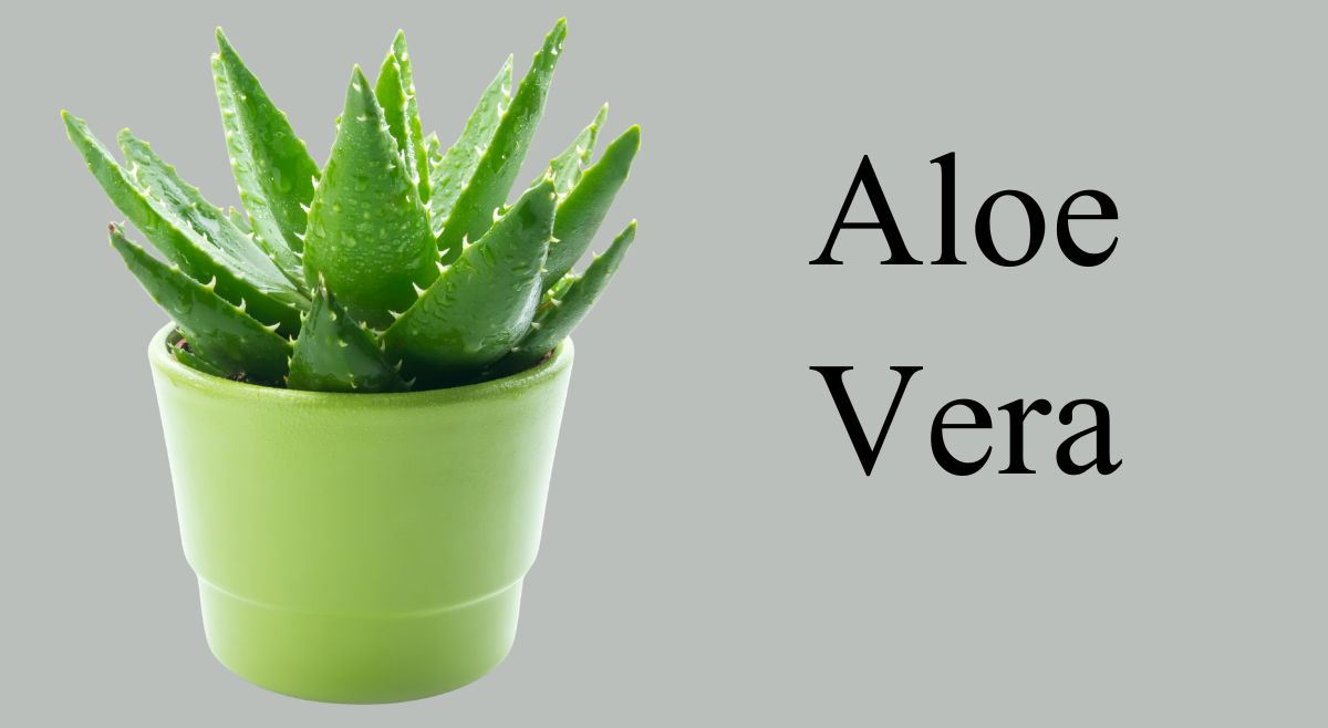 Aloe Vera