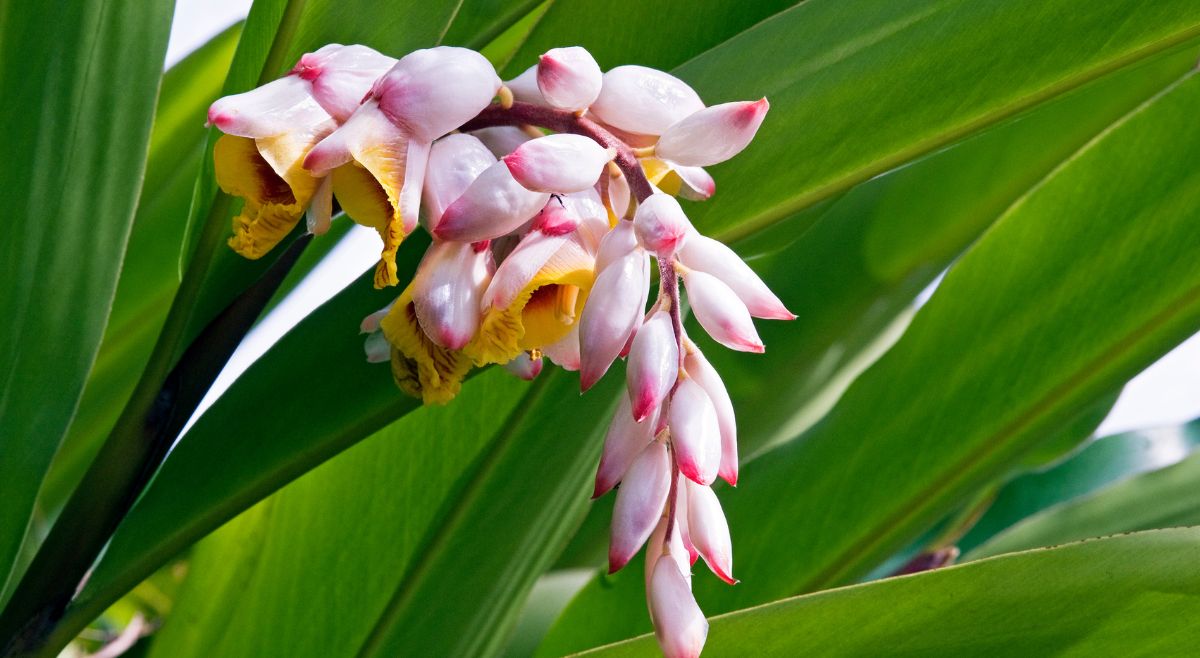 Alpinia Zerumbet