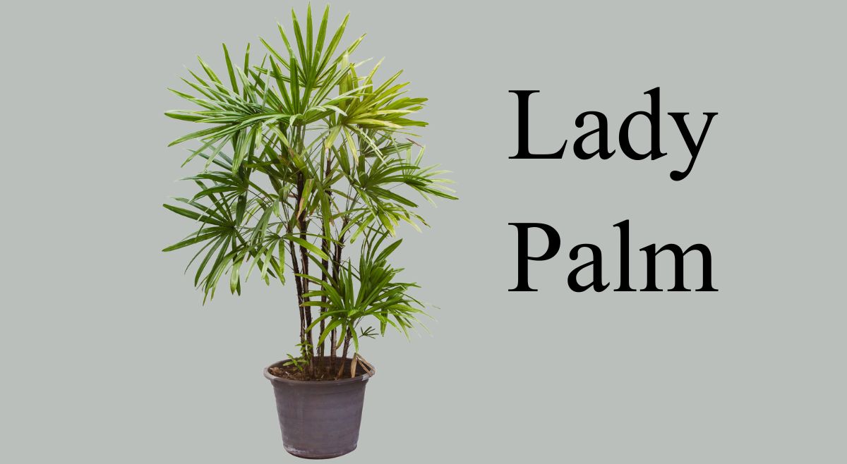 Lady Palm