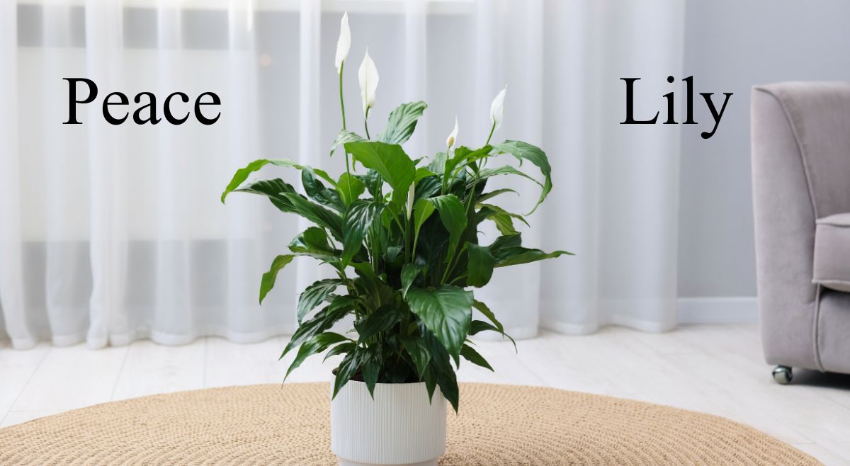 Peace Lily