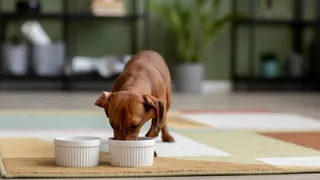 Why Indian Pet Owners Are Switching To 100% Natural, Fresh Pet Food