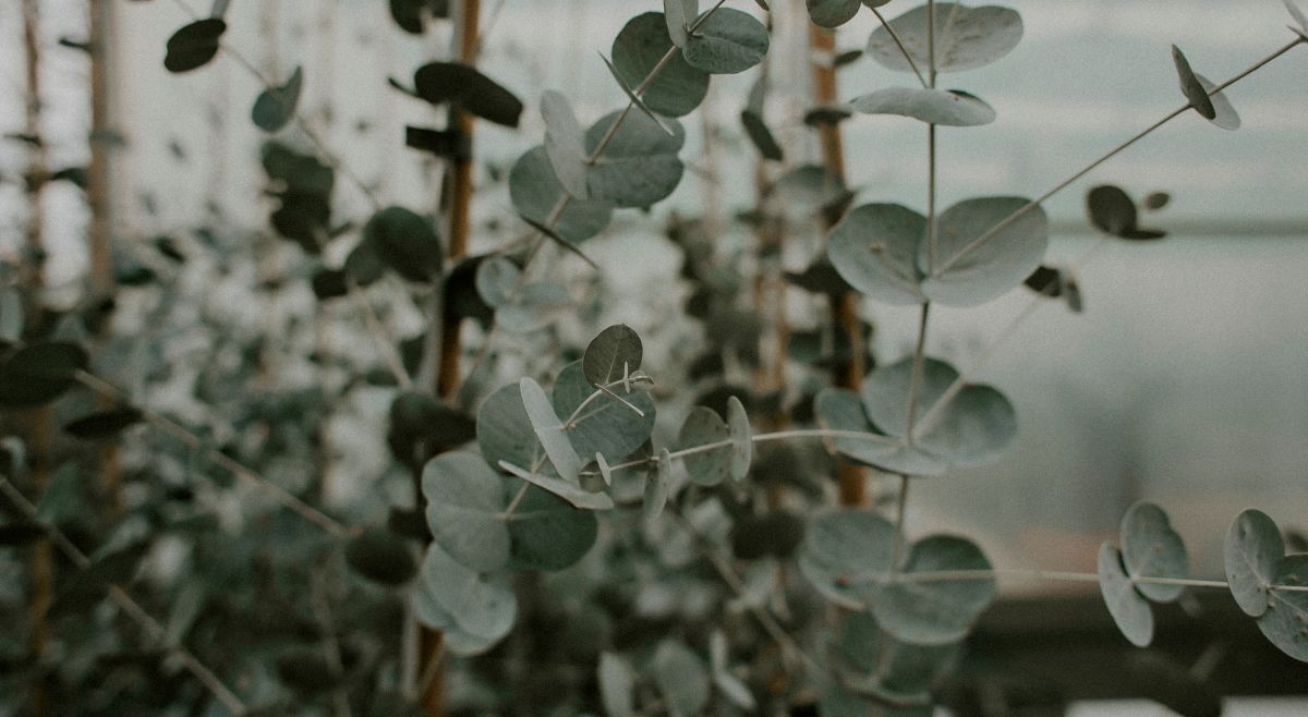 Eucalyptus