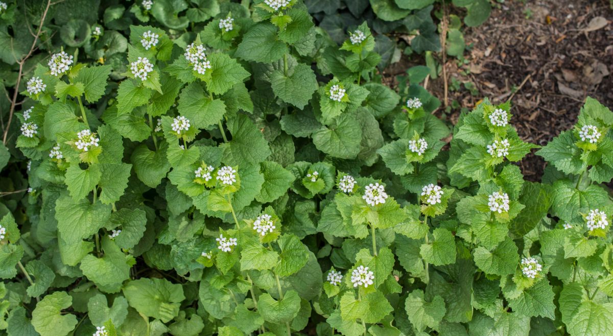Garlic plant