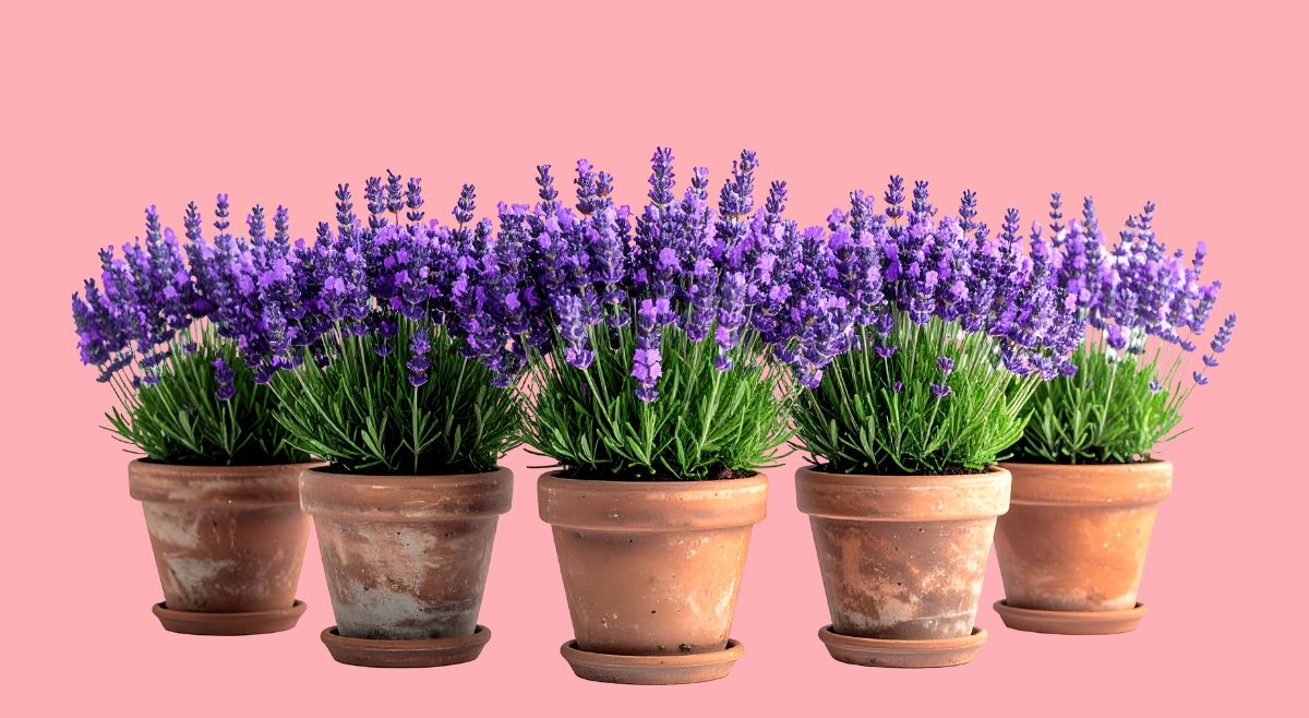 Lavender plant