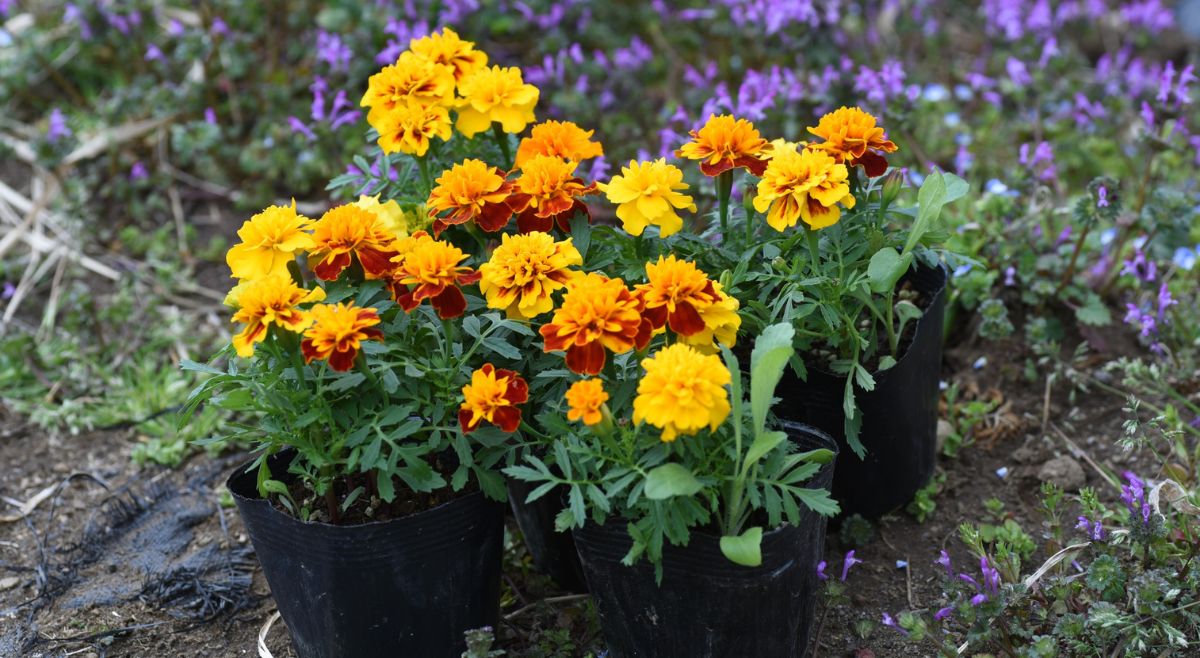 Marigold plant