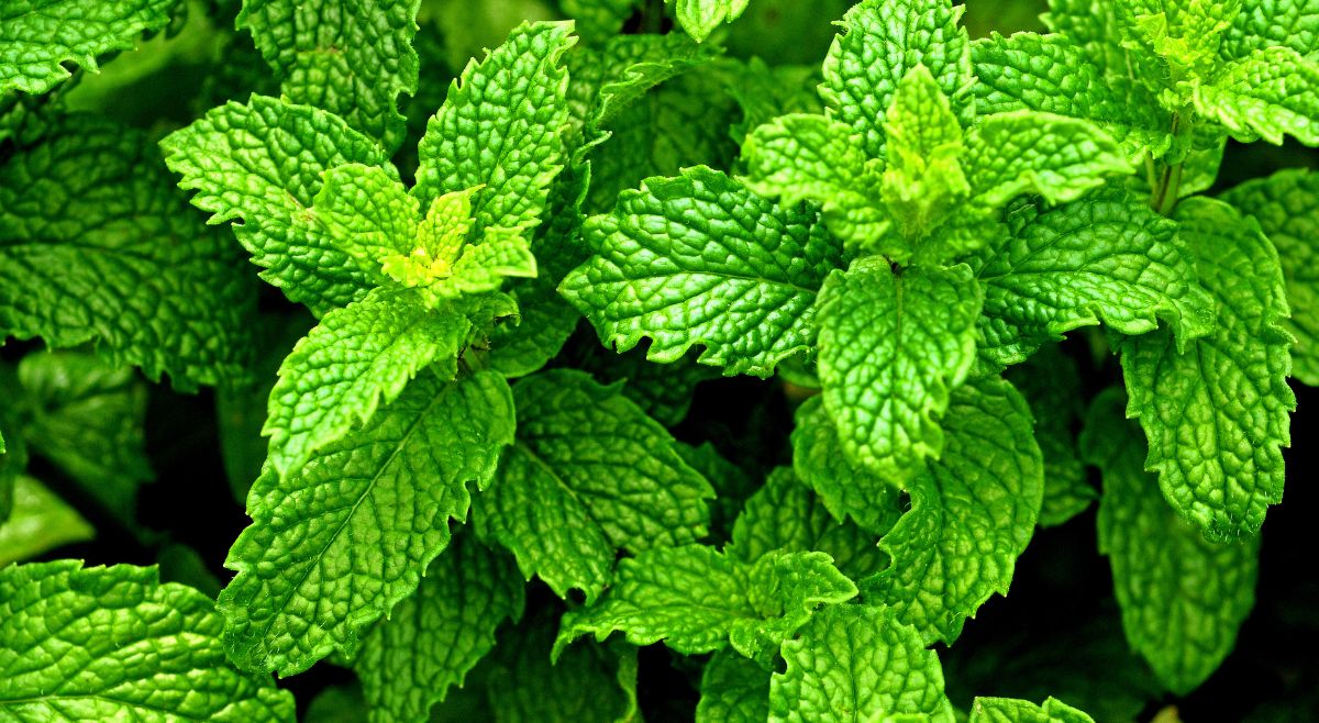 Peppermint