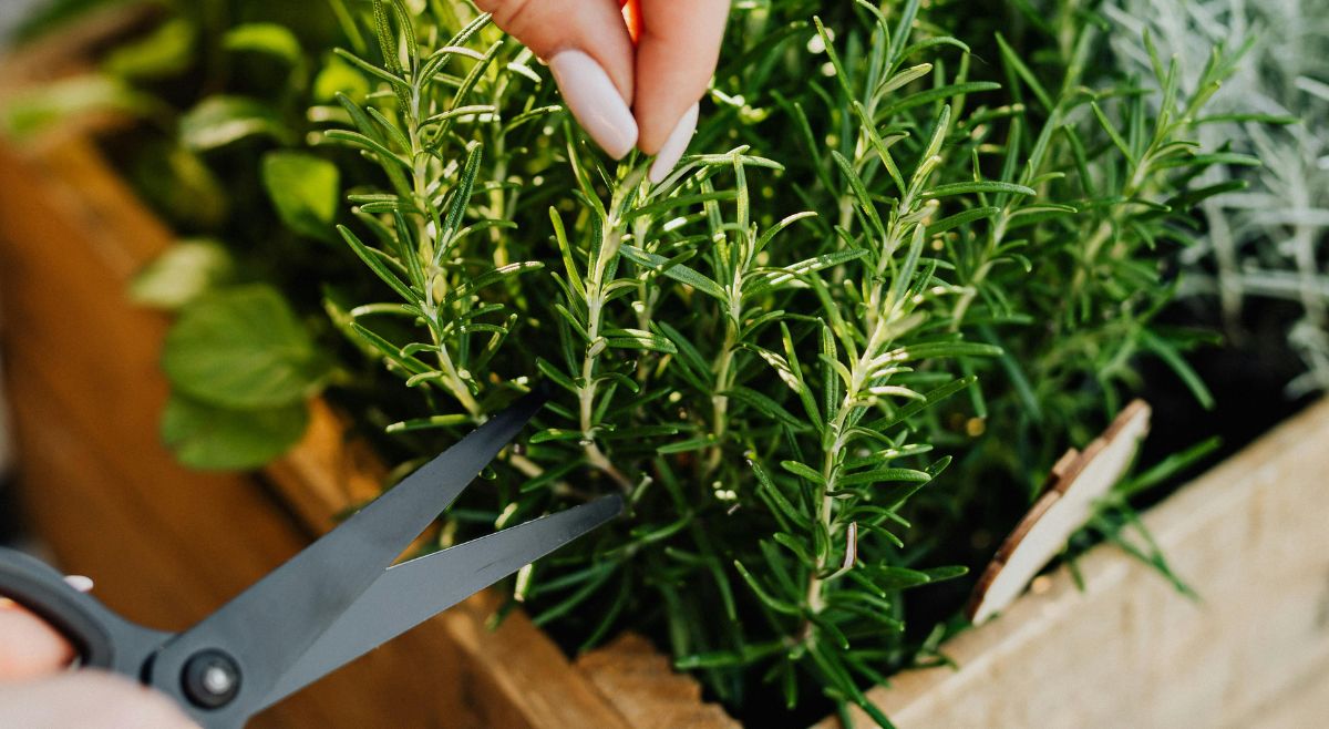 Rosemary