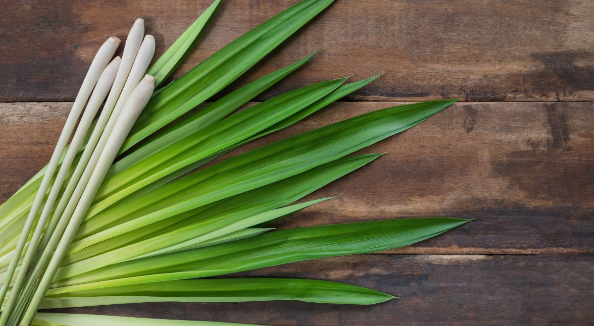 lemongrass plant
