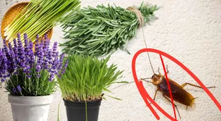 7 Plants That May Help Keep Cockroaches Away Naturally