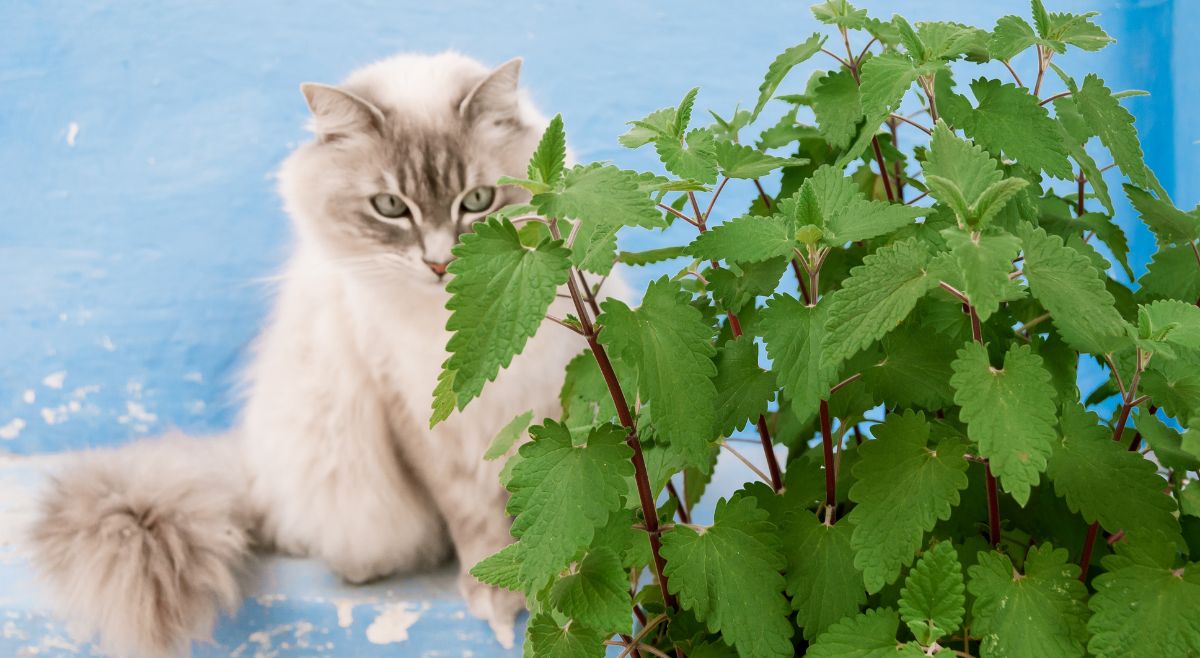 Catnip
