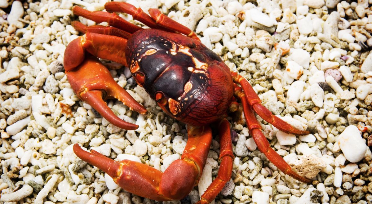 Christmas Island Red Crab Migration