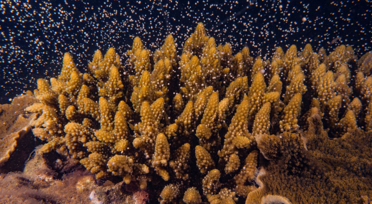 Coral Spawning