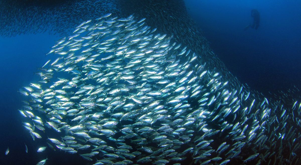 Great Sardine Run