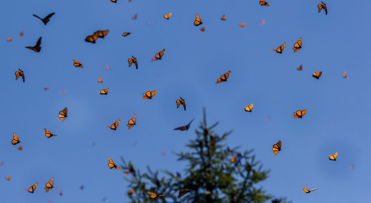 Monarch Butterfly Migration