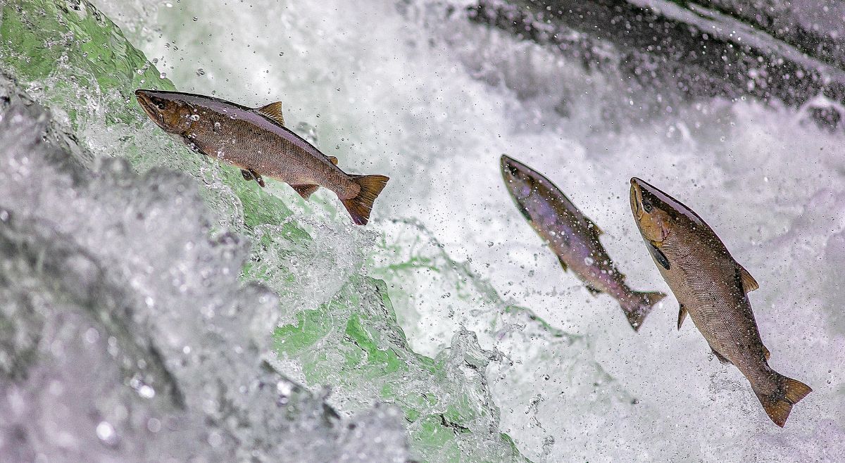 Salmon Run