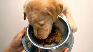 Why Indian Pet Owners Are Switching To 100% Natural, Fresh Pet Food