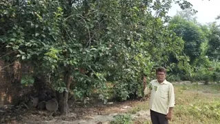 Defying Nature's Rules: How A Bihar Farmer Successfully Cultivates Kashmiri Apples In Harsh Siwan Heat