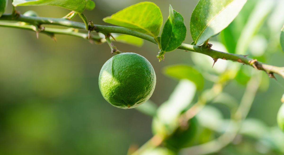 lemon