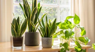 7 Air-Purifying Plants You Should Keep In Your Bedroom