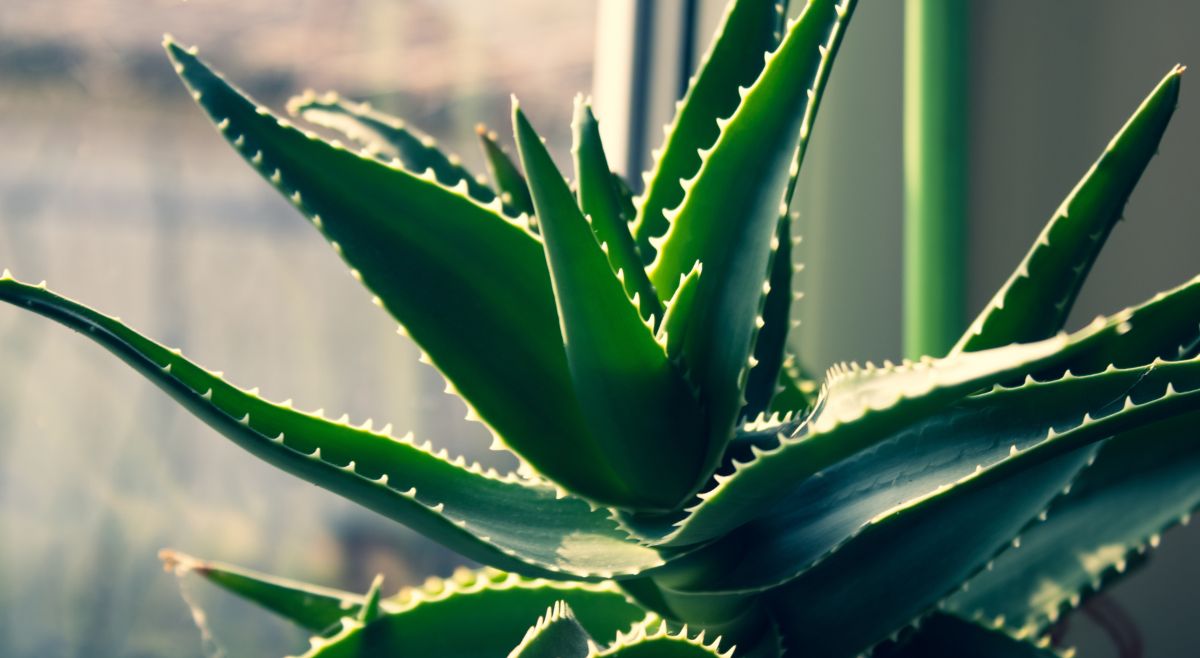 Aloe Vera