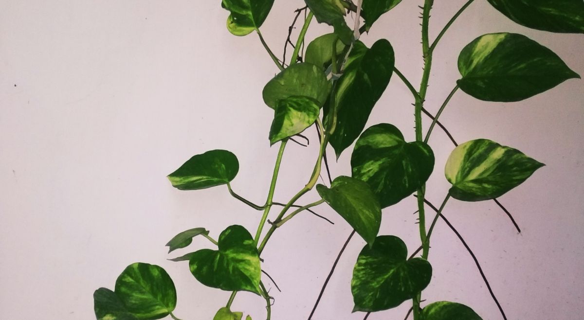 Money Plant