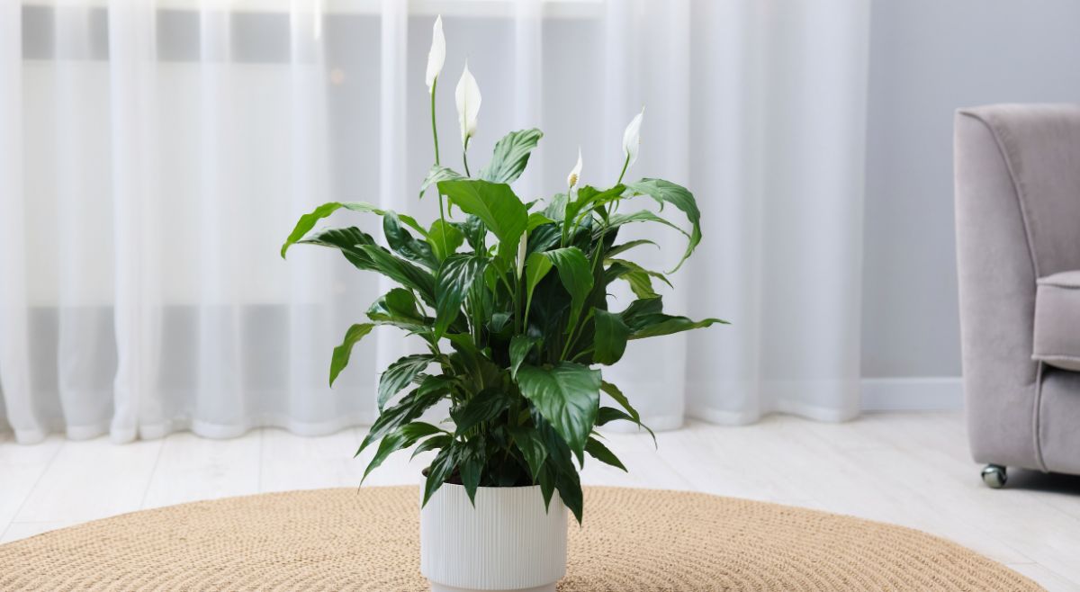 Peace Lily