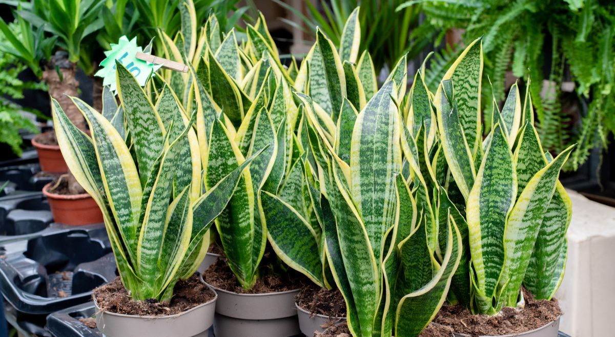 Snake Plant