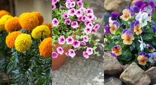 7 Fast-Flowering Plants That Add Instant Beauty To Your Garden