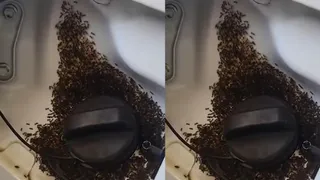 Fact Check: Does Ethanol-Blended Fuel Really Attract Ants? Truth Behind Viral Vehicle Swarm Video