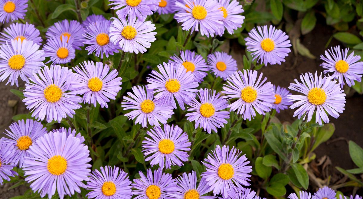 Asters