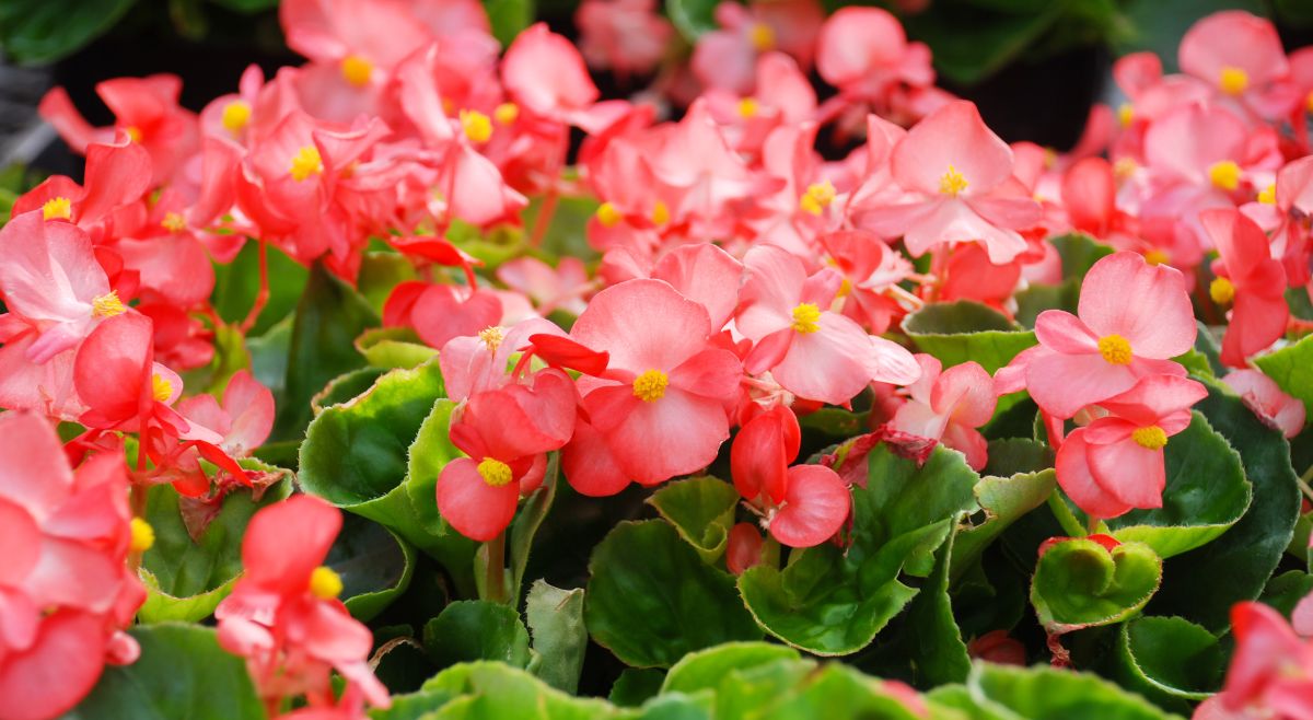 Begonias