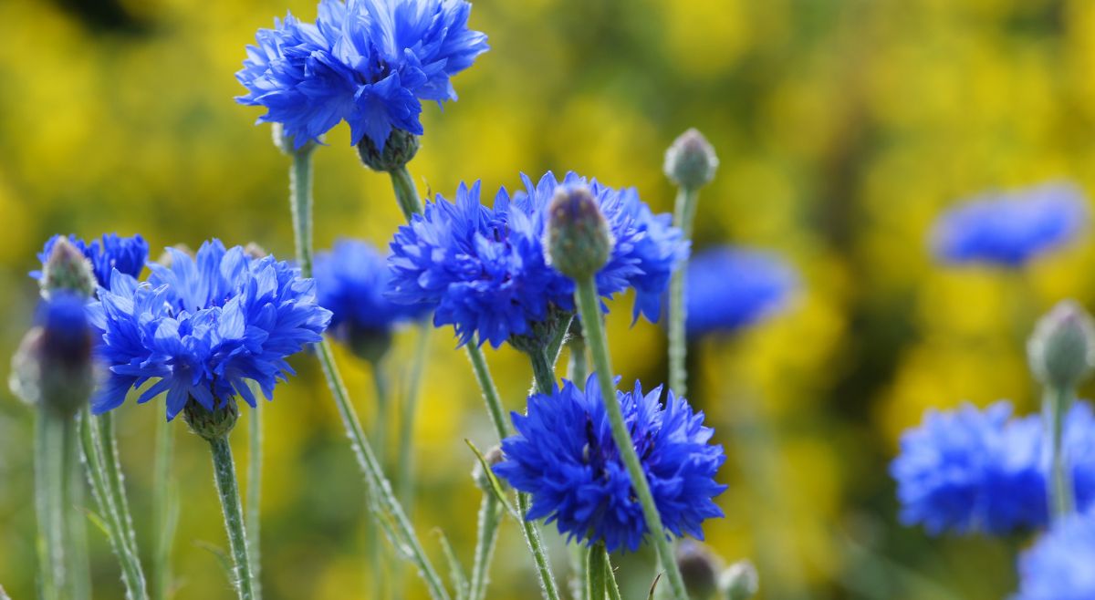 Cornflowers