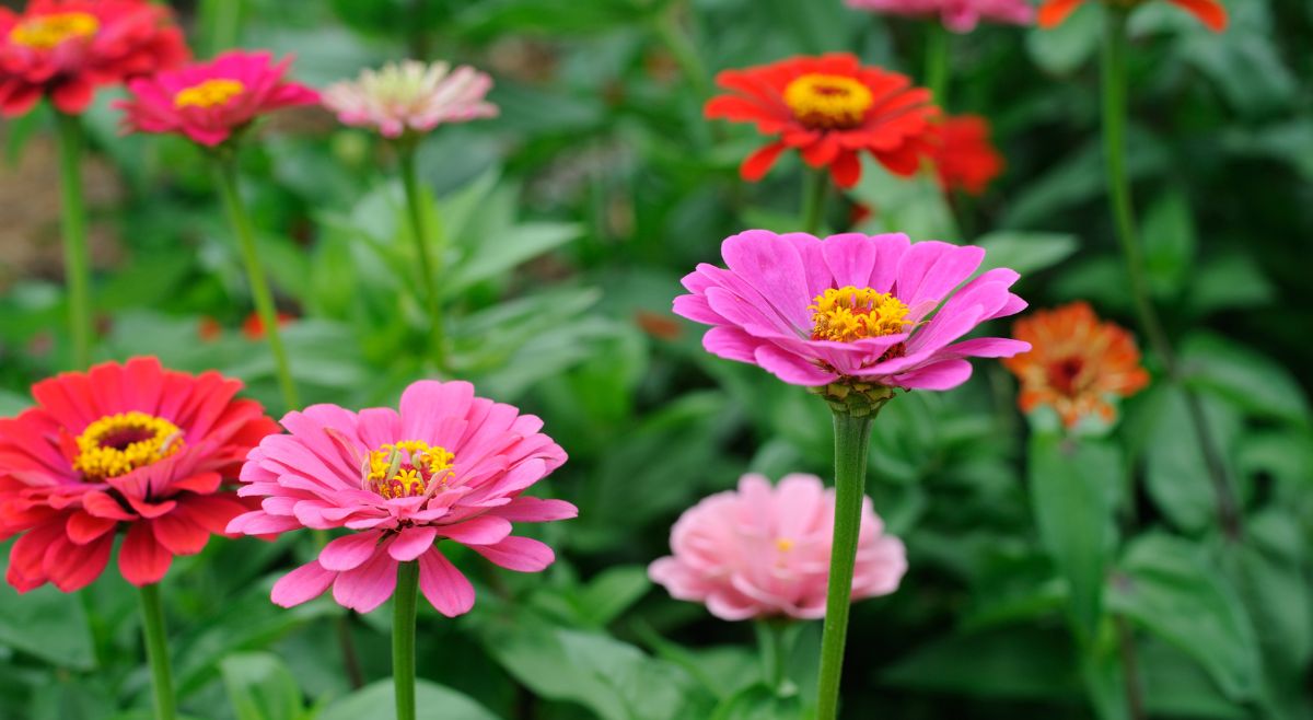 Zinnia