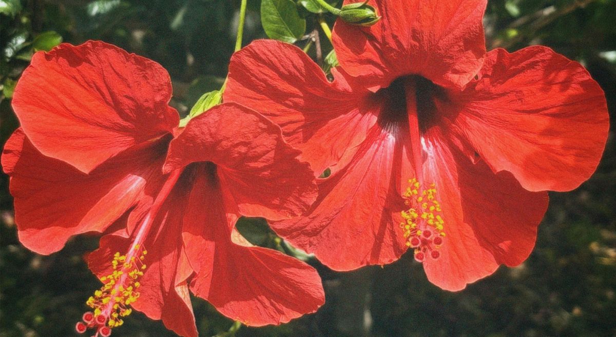 hibiscus