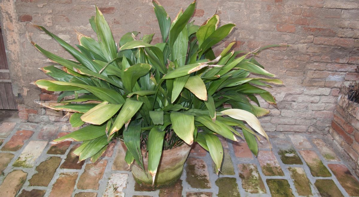 Aspidistra Elatior