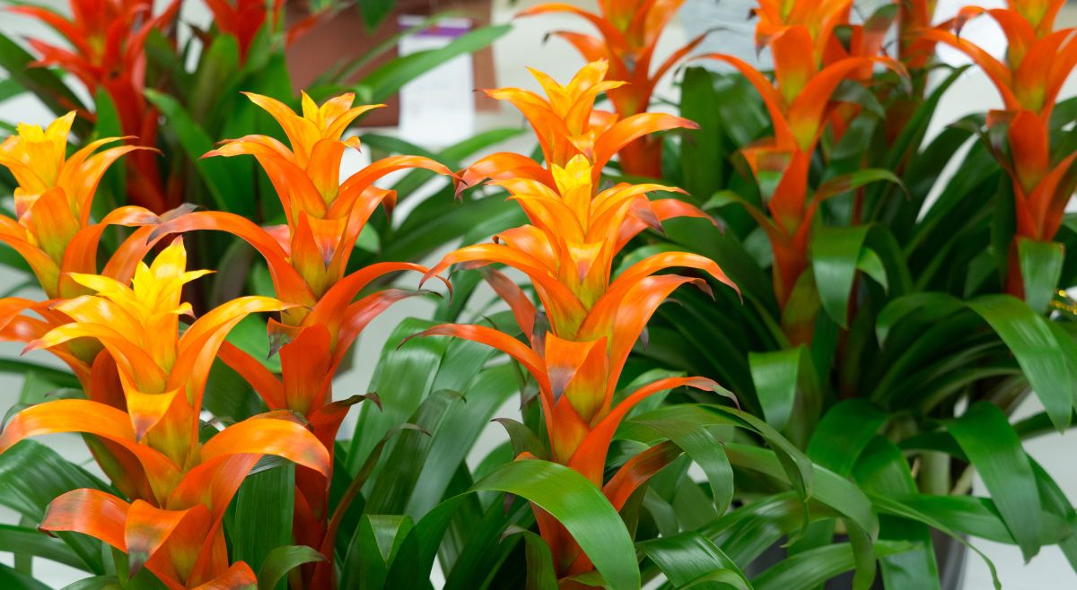 Bromeliads