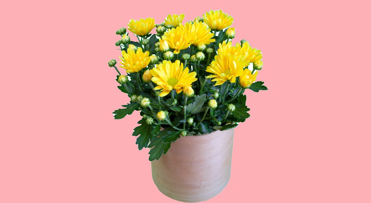 Chrysanthemums