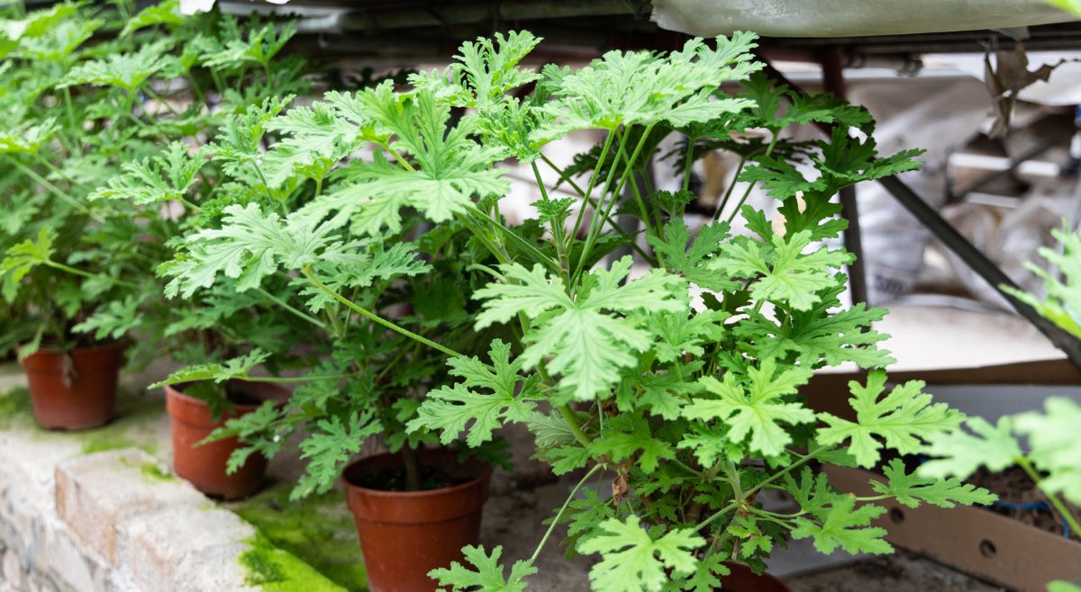 Citronella Plant