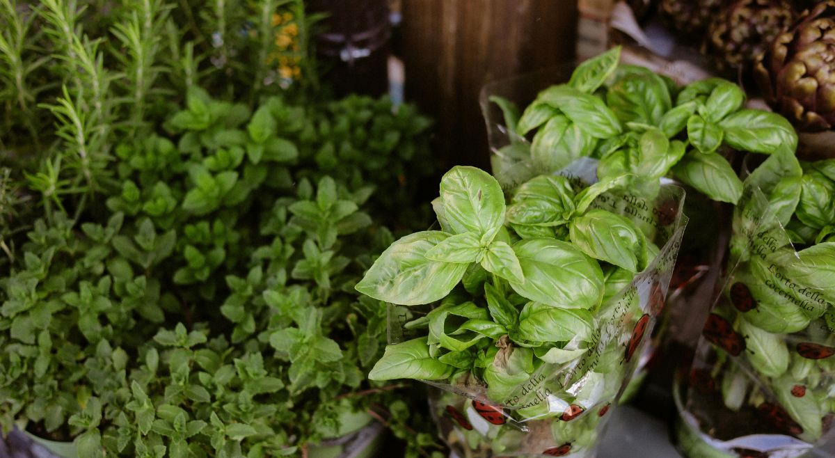 Culinary Herbs