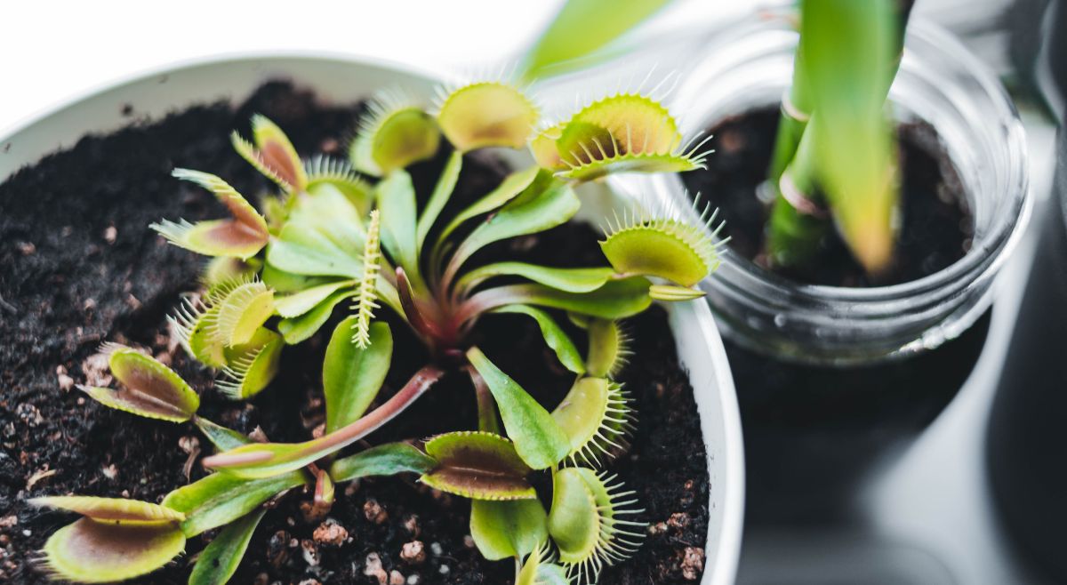 Venus Flytrap