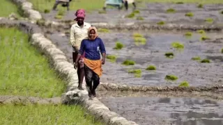 PM Kisan Samman Nidhi 23rd Installment: Farmers To Receive Rs 2,000 Payment Today; How To Check Beneficiary Status

