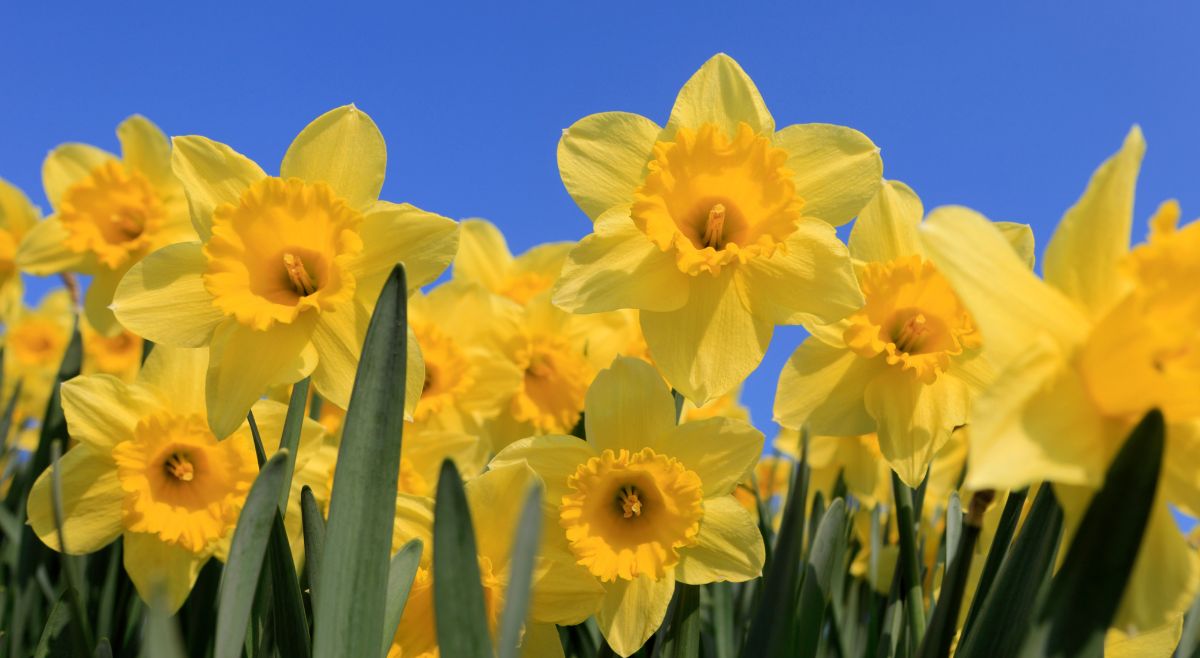 Daffodils for rat repellent