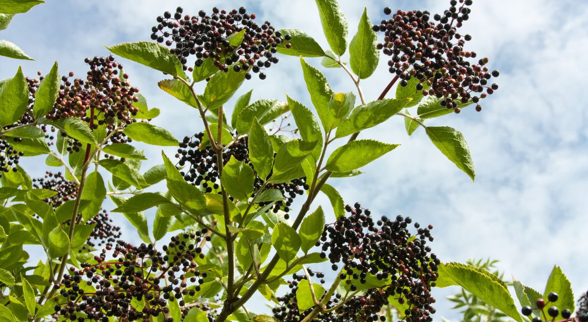 Elderberry for rat repellent