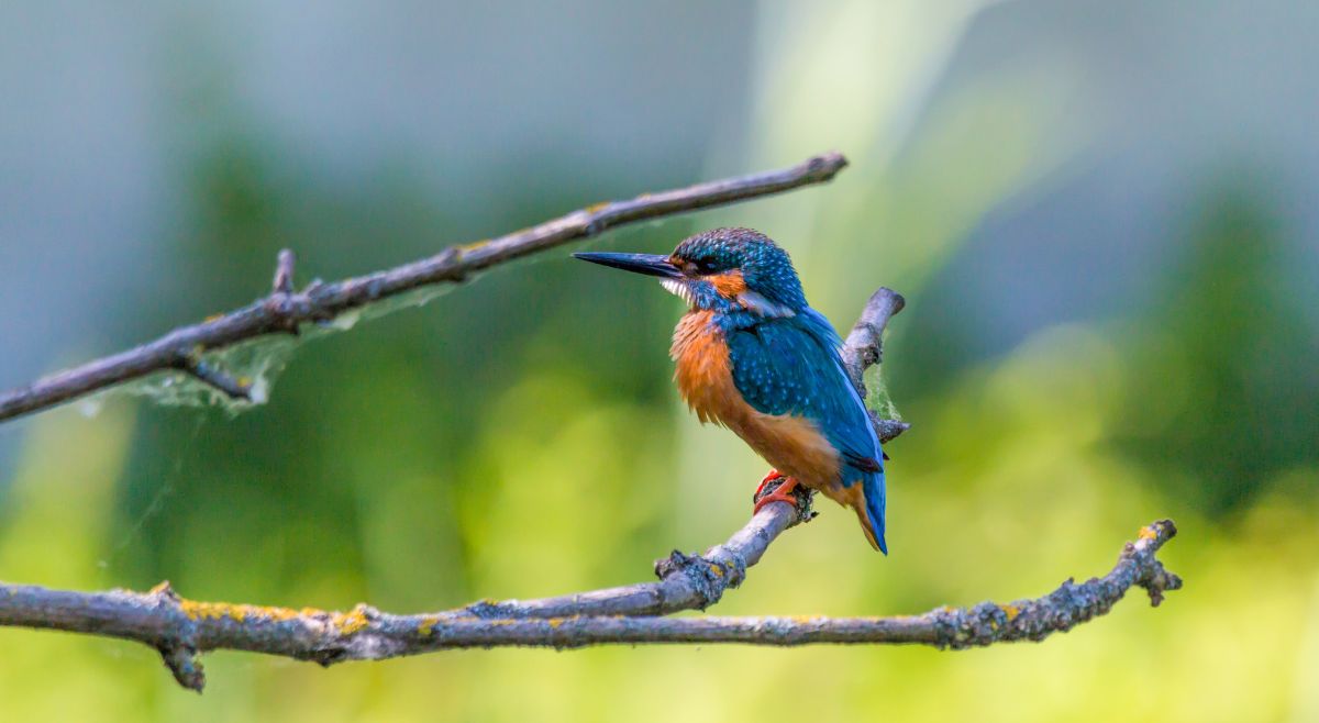 What Is the Bird Branch Theory