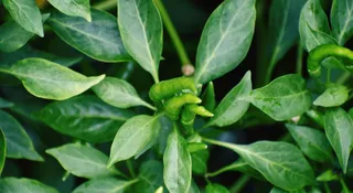 9 Easy Tips To Grow Green Chilli Plant In Pots For Kitchen Garden At Home