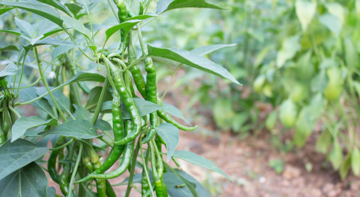 green chilli at home