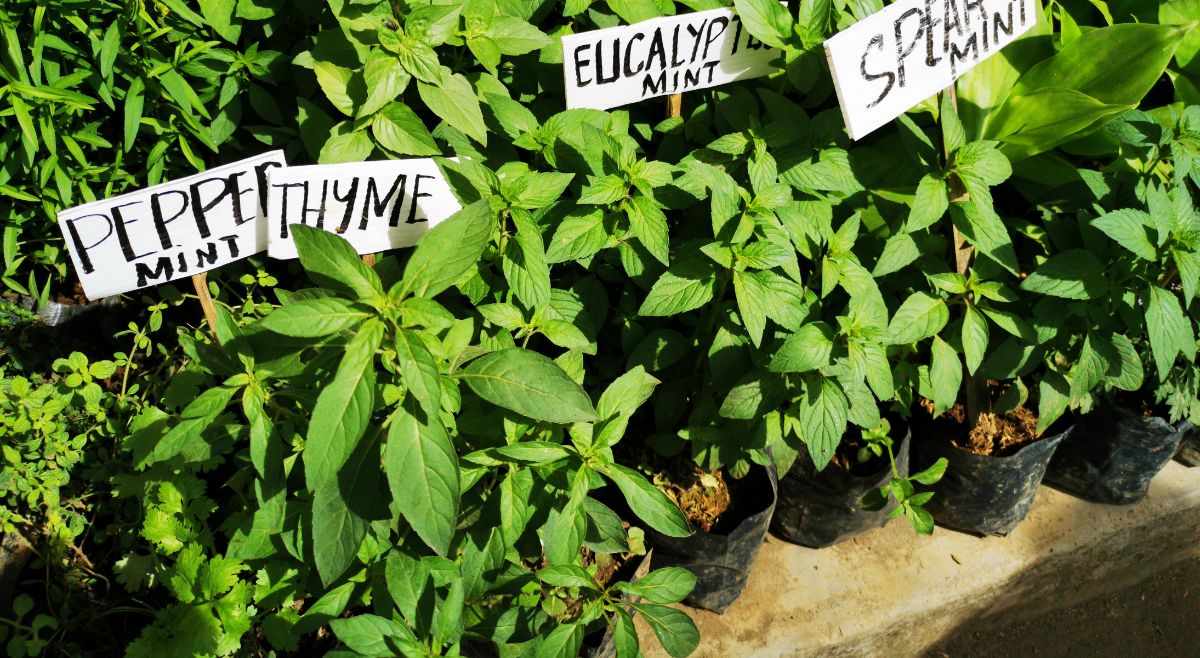 Mini Herb Garden