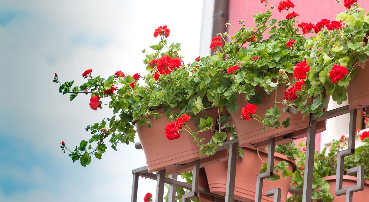 Planter boxes